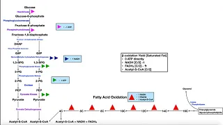 Overview of Metabolism [Part 1] | Glycolysis, β-oxidation, Glycogen Metabolism, & Lactose Metabolism