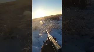 Охота на зайца точный выстрел