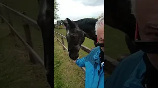 Mustang horse licking my fingers.