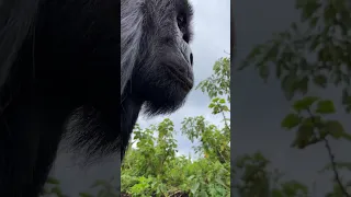 Gorilla encounters humans and makes a show of strength