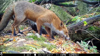 Fox camera trap footage