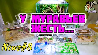 Все мои муравьи в одном видео ● Новые проблемы ● Муравьиные новости #8