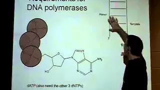 Why is DNA replicated 5' to 3'?