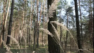 ФУТАЖ. Сосновий ліс