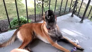 Belgian Malinois howling