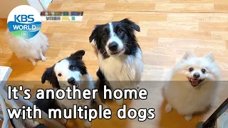 It's another home with multiple dogs (Dogs are incredible) | KBS WORLD TV 210505