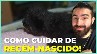 Como Cuidar De Gatos Recém-Nascidos e Órfãos?