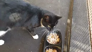 Rescued stray cat breakfast time