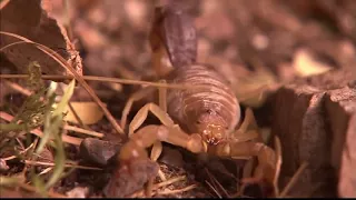 The Scorpion   National geographic full documentary  HD 2017