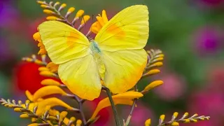 La mariposa. Juana de Ibarbourou.Cuento contigo.