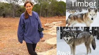 Maya gives the FIRST look at the NEW wolves for Alveus