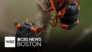 What to know about the upcoming emergence of trillions of cicadas