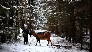 Весёлая прогулка в лесу с козлом Тишей