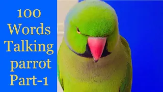 Parrot sound#Talking parrot Zoomi#🦜एक तोता YouTube के सारे तोते😻🐶की नक़ल  करना  सीखा १ साल में