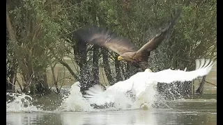 Eagle attacked by a swan