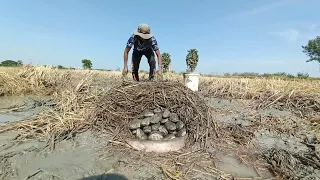 amazing fishing a fisherman skill catch fish a lots in field in the morning