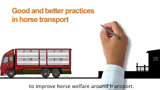 Good and Better practices in Horse Transport