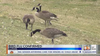 'Watch your flock' to avoid bird flu, farmer says