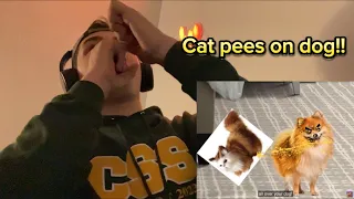 Cat Pees On Dog!!| [YTP] BILLY DOESN’T CARE ANYMORE (Reaction)