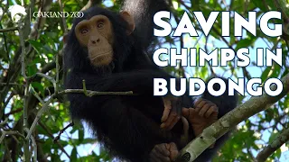 Saving Chimps in Budongo