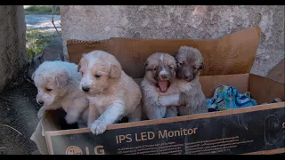 Someone Left these precious little Puppies to Survive!