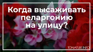 Когда высаживать пеларгонию на улицу? | toNature.Info