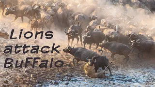 Lions attack buffalo in Chitake Springs.