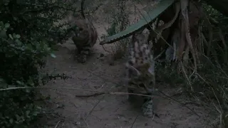 Black-footed cat mom Lilly and kitten