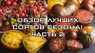 ОБЗОР ЛУЧШИХ ТОМАТОВ СЕЗОНА! ЧАСТЬ 2