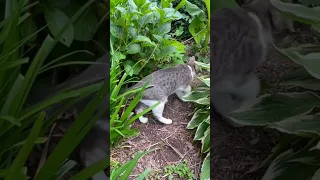 Suburban Cat in the Wild #cat #suburbs #wild #animals