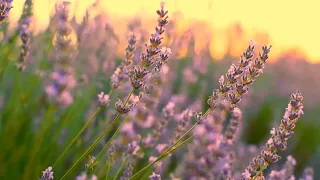 Ladies In Lavender   -   The Maestro & The European Pop Orchestra