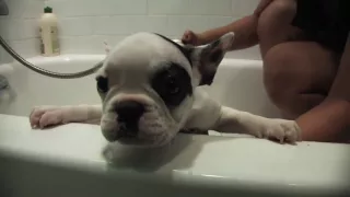 Talulah the French Bulldog Puppy takes a bath