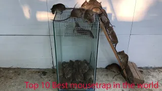 Top 10 Best mousetrap in the world | The best homemade mouse traps | Good mouse trap