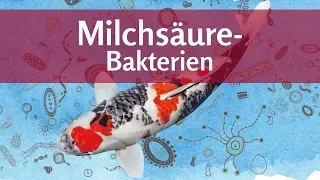 Milchsäure für den Teich: Bakterien gegen Algen und Keime – für gesunde Koi