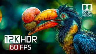 12K HDR 60fps With Indian Relaxing Music - Dolby Vision