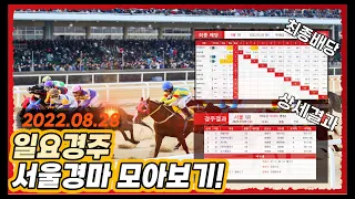 2022년 8월 28일 일요 서울경마 전체경주 모아보기