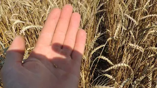 Пшеница ярая за неделю до уборки.No-till с ноля.