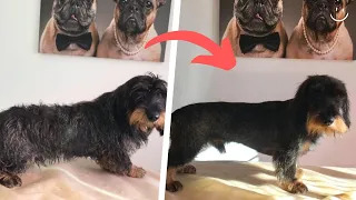 WIRE HAIRED DACHSHUND STRIPPING AND STORYTIME | RURAL DOG GROOMING