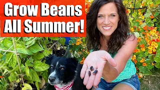 How to Grow/Harvest Beans (Bush & Pole) all Summer + DIY Trellis Ideas 🌱