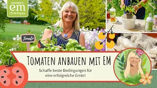 Tomaten im Kübel anbauen, optimiert mit Effektiven Mikrooganismen! | EM-Chiemgau