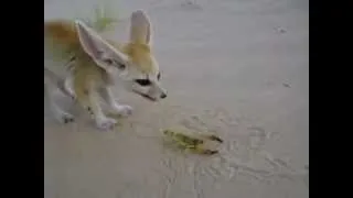 Fennec Fox eats a scorpion,