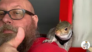 The Reverse Dodo / Squirrel Tried To Release His Rescue Human But He Always Came Back |