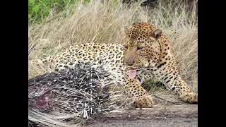 Leopard killing a Porcupine