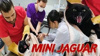 Mini Jaguar! He is the strongest! #TheVet