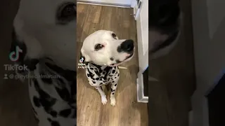 Cute Puppy Dalmatian 1 year Transformation