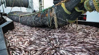 Awesome Commercial Big Net Fishing Catching On The Vessel - Harvest Hundreds Tons Fish on the Boat