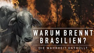 Warum brennt Brasilien? Die Fleischindustrie steckt hinter der massiven Abholzung der Wälder.