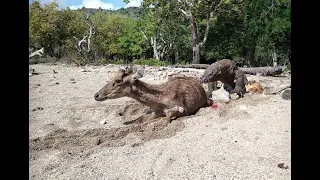 komodo dragon hunting deer(full vidio)