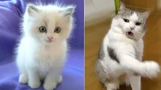 Funny Cat and Cute Kittens Videos Compilation #7