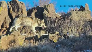 Gray wolf caught on camera after recent release